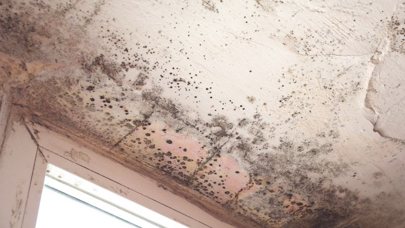 Mold Growth